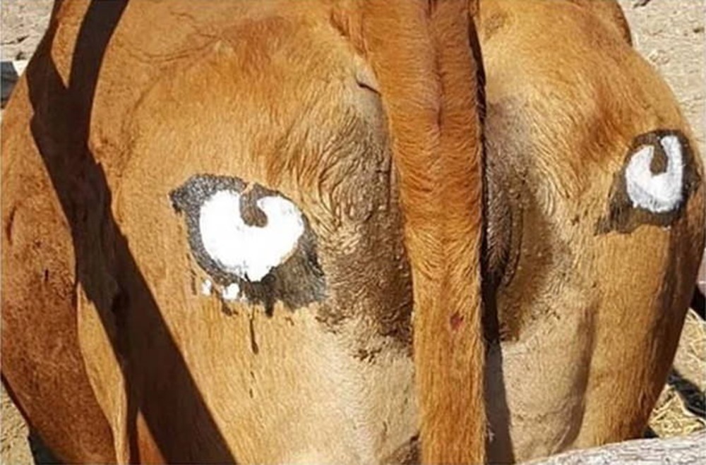 Peindre des yeux sur le postérieur des vaches peut les protéger des lions