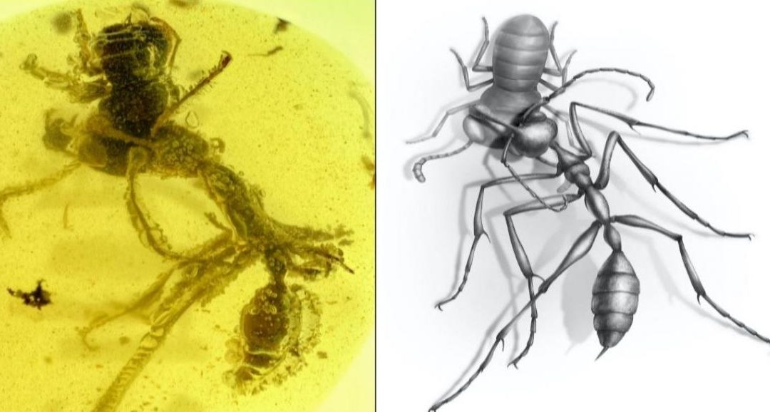 Une fourmi de l’enfer préhistorique, coincée dans de l’ambre, se nourrit de sa proie depuis 99 millions d’années