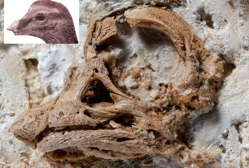 Une étude sur un œuf de dinosaure et son contenant préservé révèle des caractéristiques surprenantes et nouvelles du crâne
