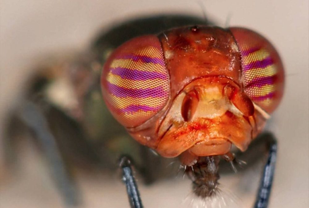 Nous ne sommes pas seuls : les mouches sont aussi victimes des illusions d’optique