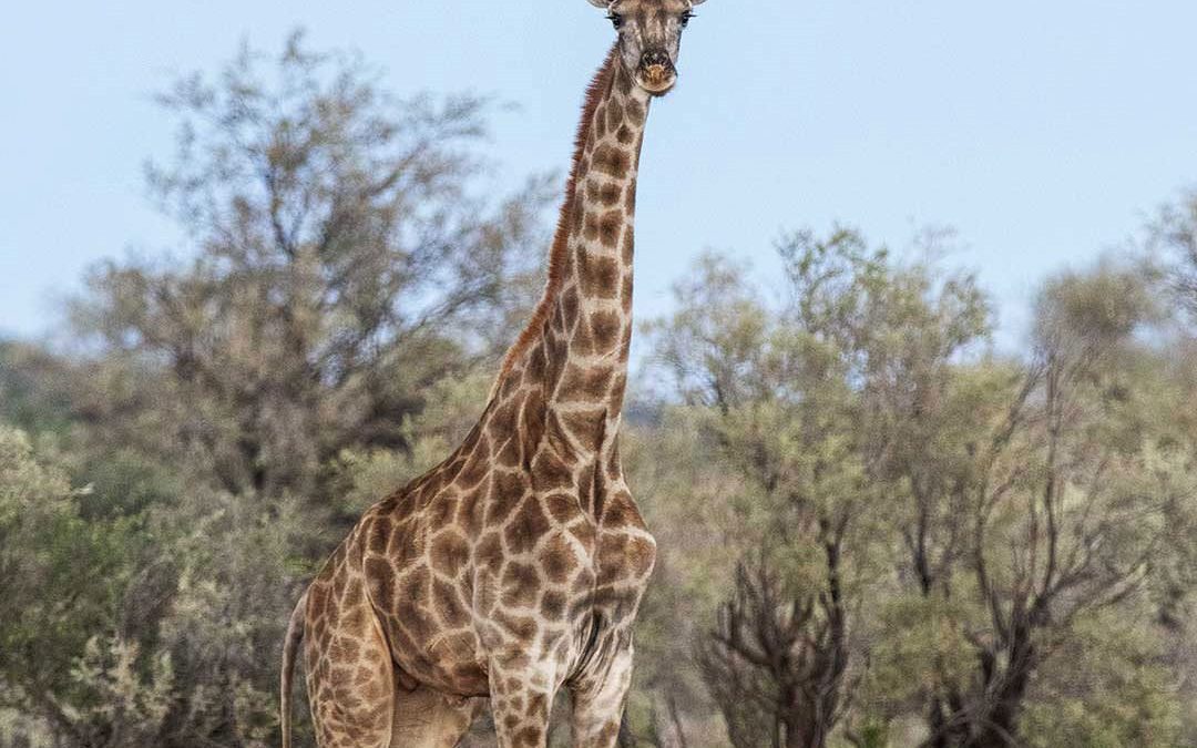 Paratonnerre poilu : les girafes savent-elles éviter la foudre ?