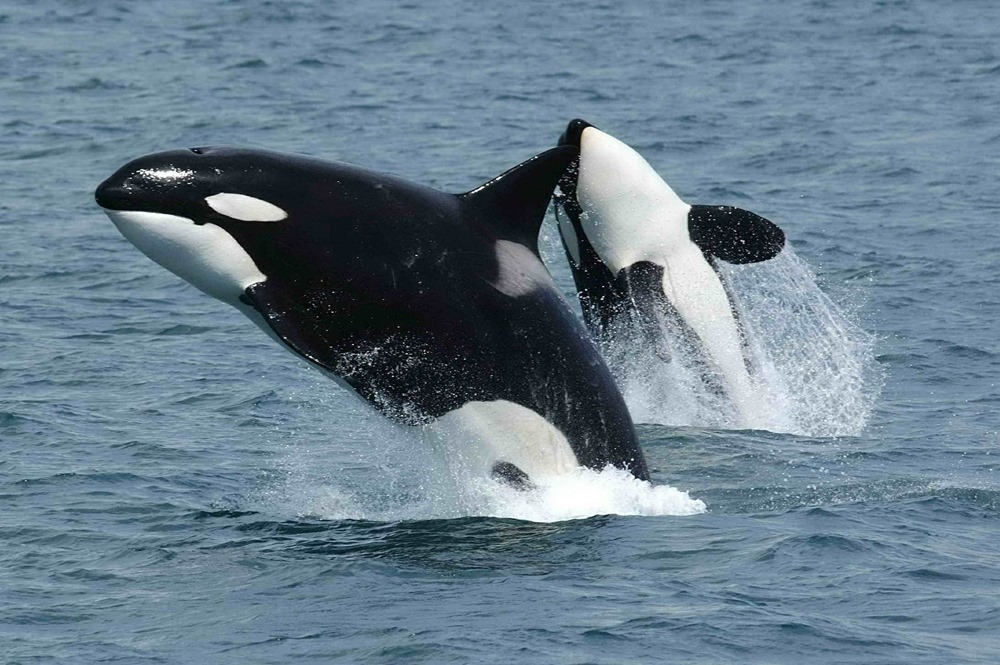 Éperonnage sauvage : des orques organisent des attaques sur des voiliers près de l’Espagne et du Portugal