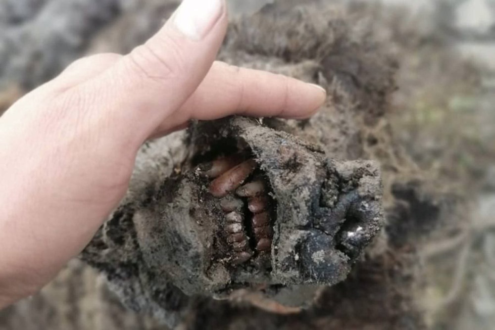 Décongélation : découverte en Russie de la première carcasse d’ours des cavernes préhistoriques parfaitement conservée