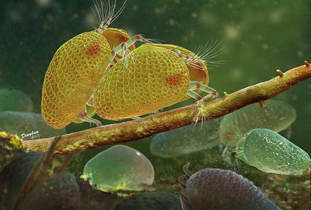 100 millions d’années d’extase : les plus anciens très grands spermatozoïdes emprisonnés dans de l’ambre