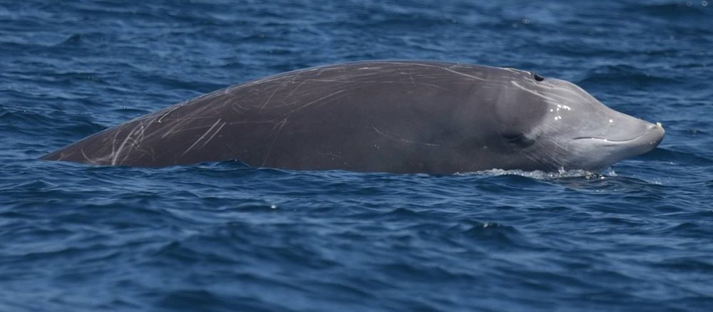 Record de mammifère : une baleine de Cuvier est restée sous l’eau pendant 3 heures et 42 minutes