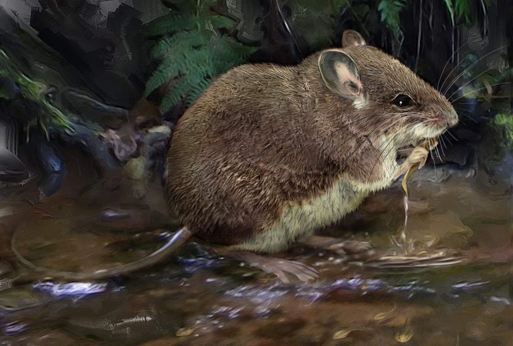 Découverte de nouvelles espèces de souris aquatiques, cousines d’un des mammifères les plus rares au monde