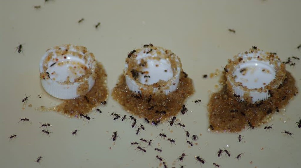 Pour éviter la noyade, des fourmis utilisent des grains de sable pour récupérer de la nourriture liquide