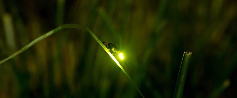 Comment les lucioles synchronisent-elles leurs lumières clignotantes ?