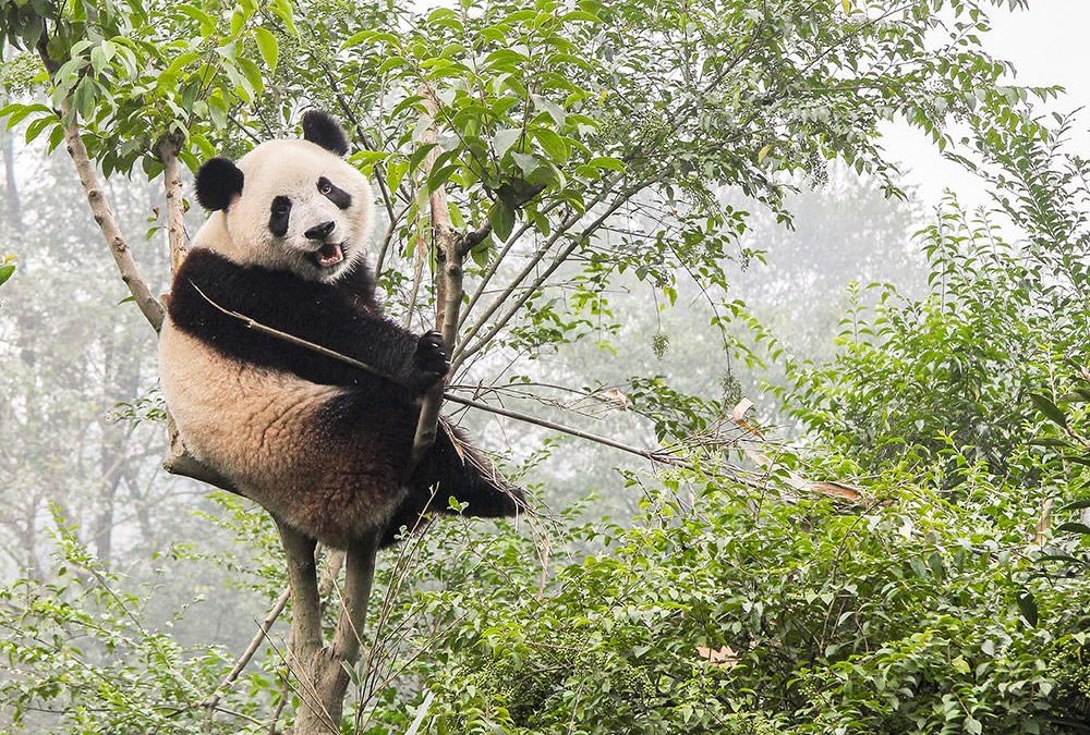 PornPanda : première vidéo de pandas se reproduisant dans la nature