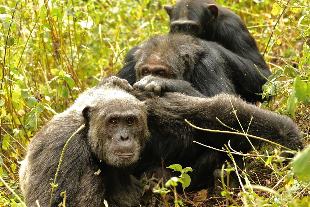 Comme les humains, en vieillissant les chimpanzés ne conservent que leurs meilleurs amis