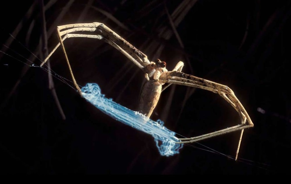 Une audition ultra-sensible permet à cette araignée de jeter son filet sur des proies sans méfiance