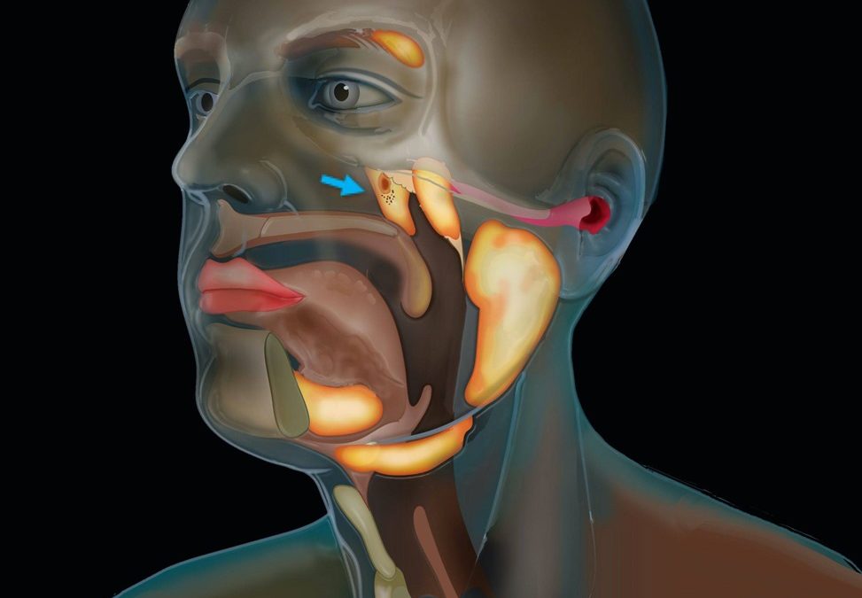 Des glandes salivaires jusqu’alors inconnues découvertes au plus profond du crâne humain