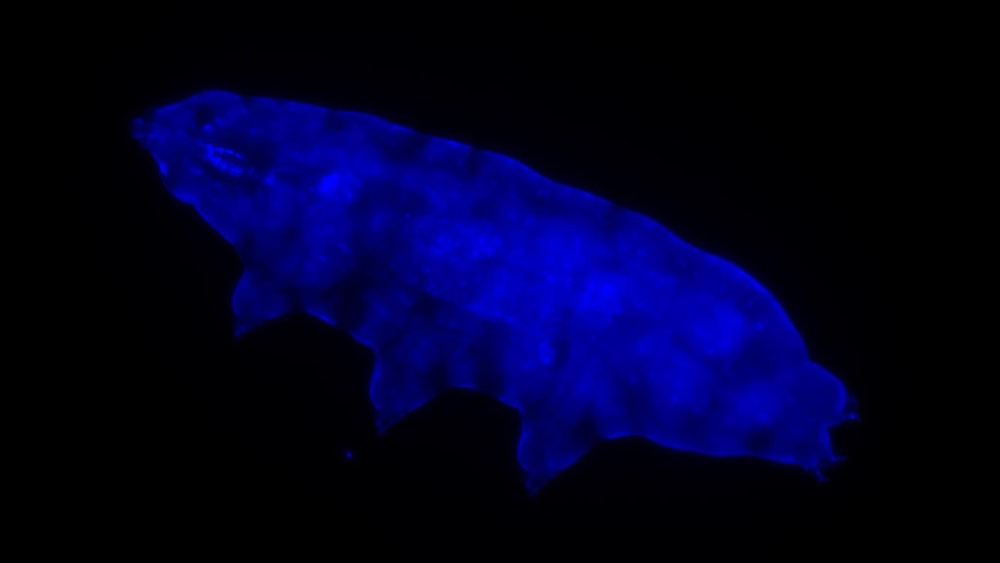 Découverte d’un tardigrade qui s’illumine en bleu afin de bloquer des radiations autrement mortelles