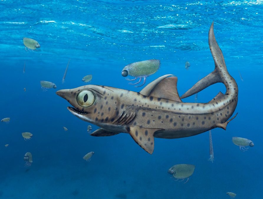 Cet ancien requin avait de grands yeux et se nourrissait avec une mâchoire inférieure fendue et rotative
