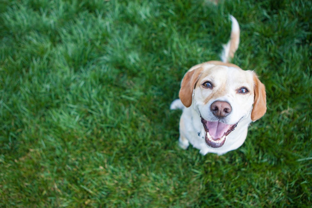 L’ADN du chien montre que notre "meilleur ami" serait aussi le plus ancien