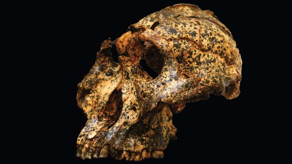Les plus anciennes données génétiques d’un étrange ancêtre de l’humain proviennent de fossiles vieux de plus de 2 millions d’années