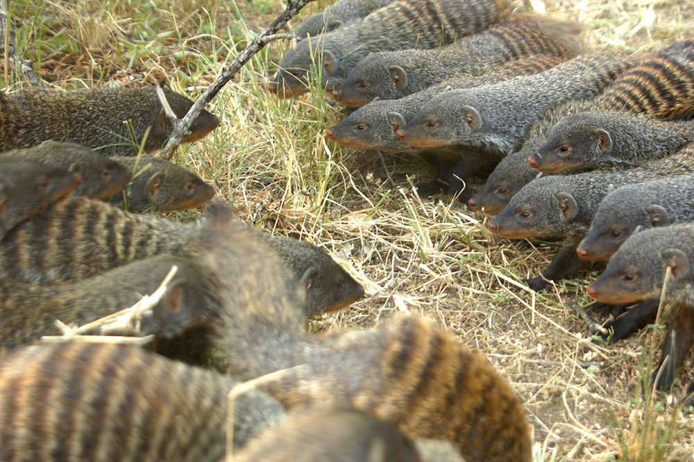 Les mangoustes rayées femelles déclenchent des guerres pour s’accoupler avec les mâles du camp adverse