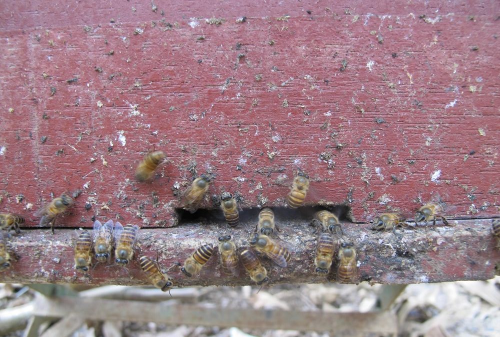 Des abeilles utilisent un outil, des excréments d’animaux pour se défendre des frelons asiatiques géants