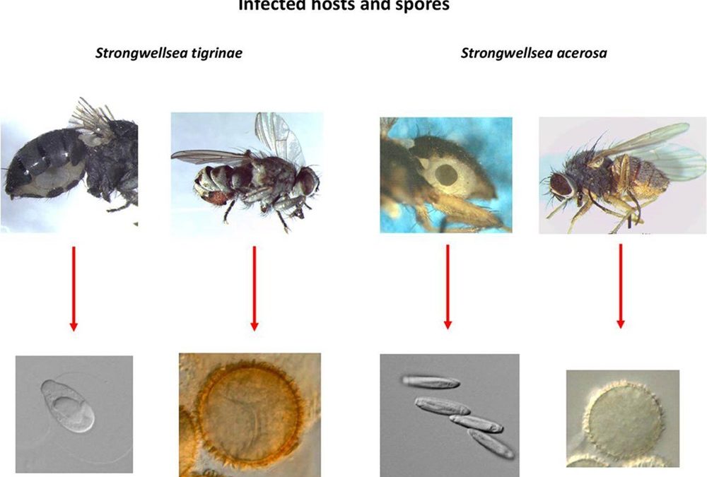 Deux nouvelles espèces de champignons qui transforment des mouches en zombis