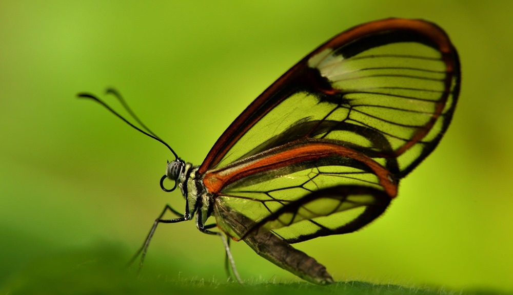 La théorie centenaire de Charles Darwin sur les insectes qui ont perdu leur capacité à voler semble être juste