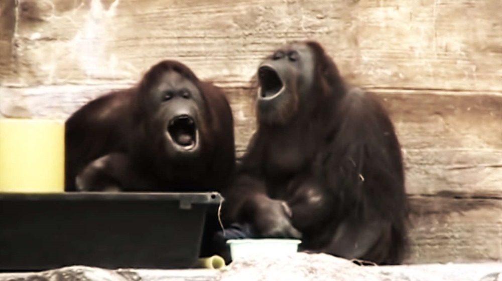 Bien qu’ils soient solitaires, le bâillement est aussi contagieux chez les orangs-outans