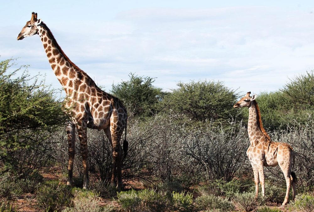 Découverte de girafes naines en Ouganda et en Namibie