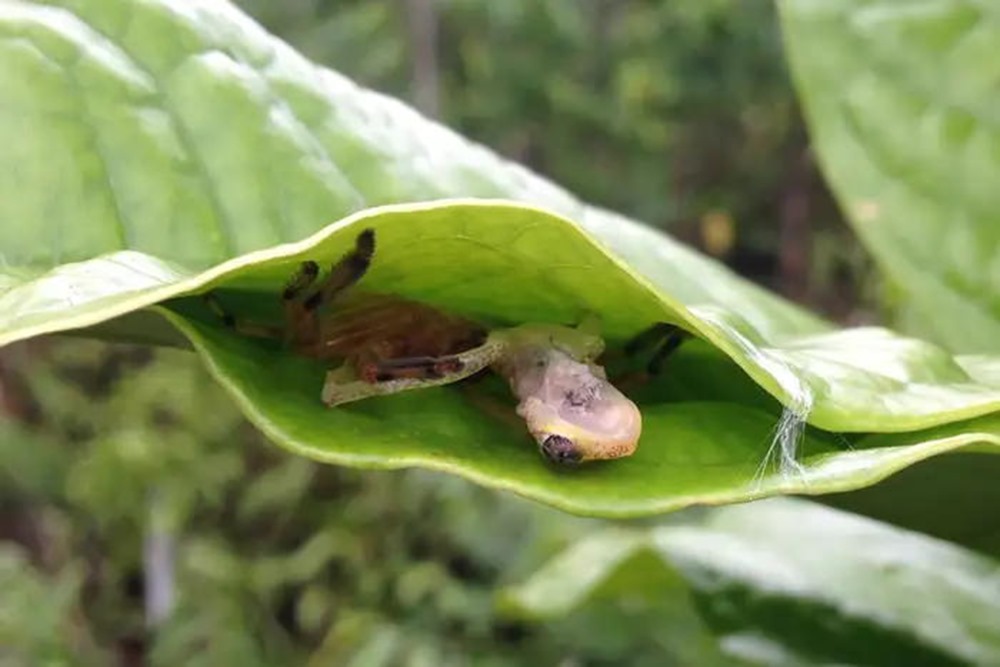 À Madagascar, des araignées se tisseraient des pièges à grenouilles en soie et en feuilles