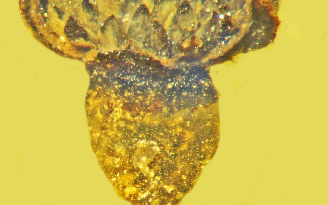 Une nouvelle espèce de fleur découverte dans de l’ambre vieux de 100 millions d’années
