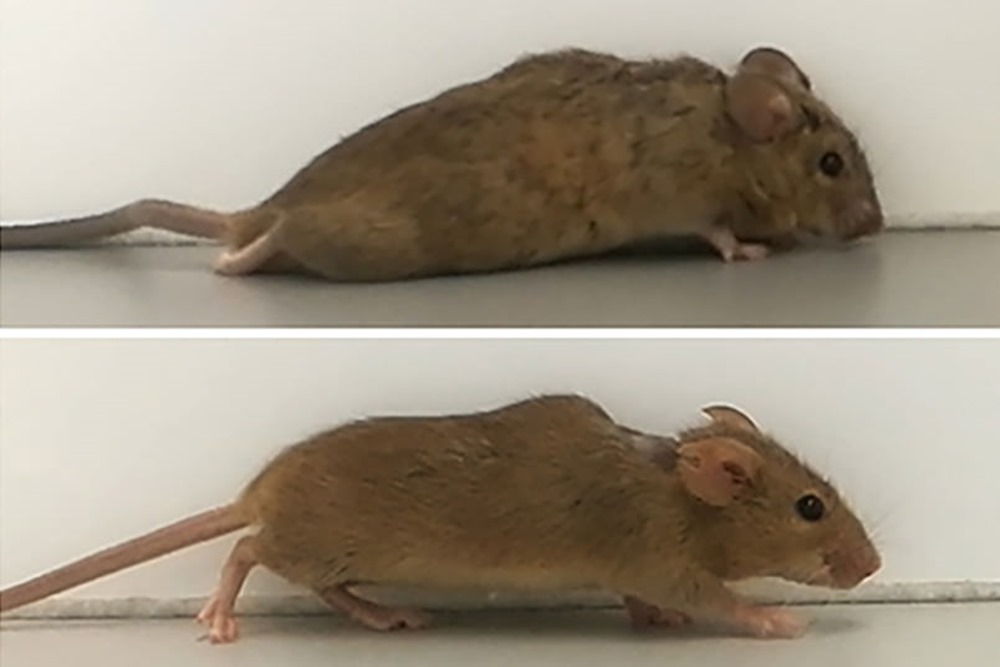 Une protéine de synthèse permet à des souris paralysées de marcher à nouveau