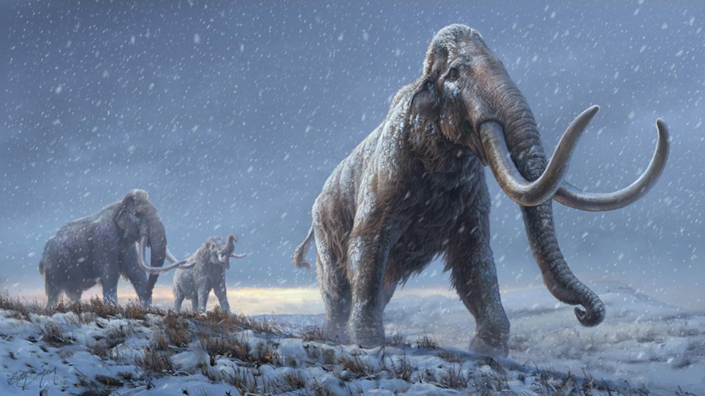 Le plus ancien ADN séquencé à ce jour provient de mammouths âgés d’un million d’années