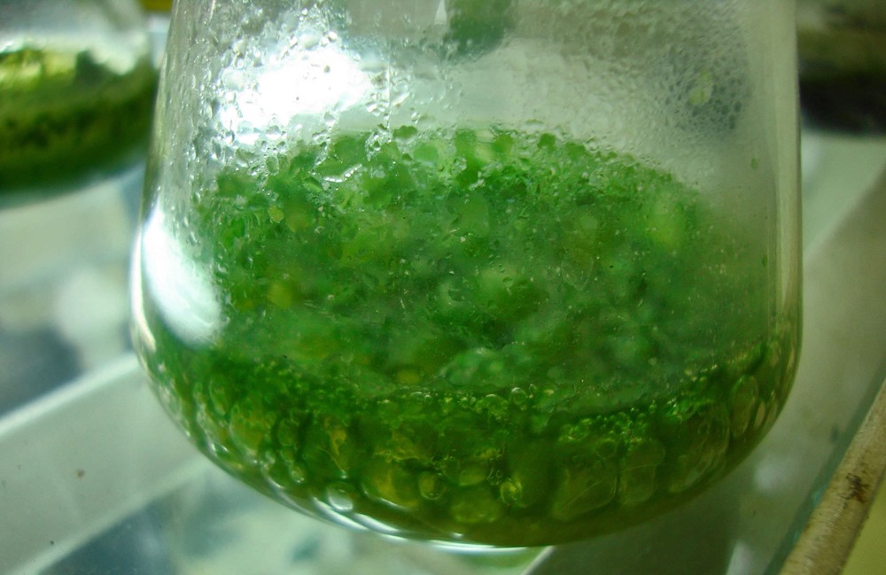 Des algues pourraient être cultivées sur Mars pour entretenir une colonie humaine