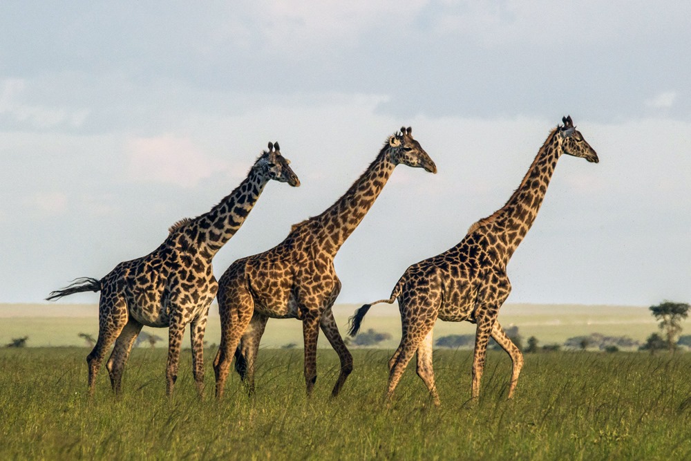 Les girafes femelles qui ont beaucoup d’amies vivent plus longtemps