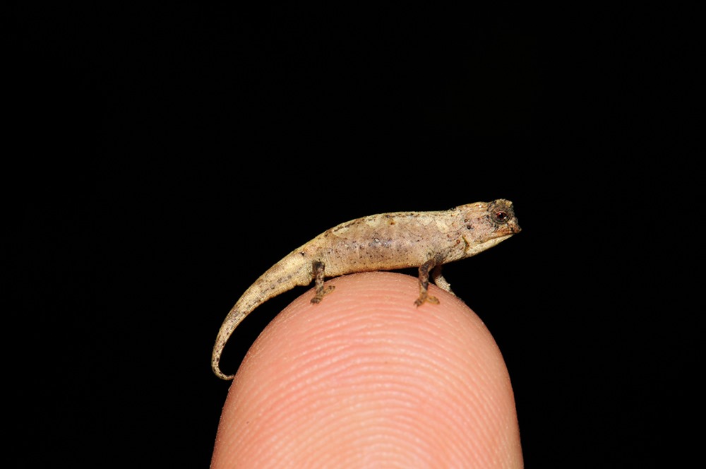 Nano-caméléon : découverte du plus petit reptile connu