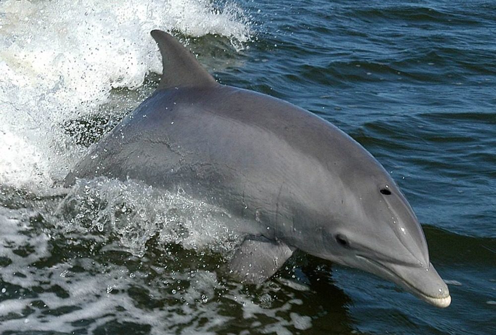 Les Grands dauphins présentent des traits de personnalité similaire aux humains