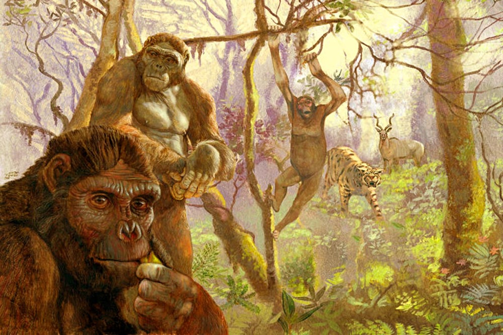 La main fossilisée du dernier ancêtre commun entre l’humain et le chimpanzé suggèrent que nos ancêtres se déplaçaient de branche en branche