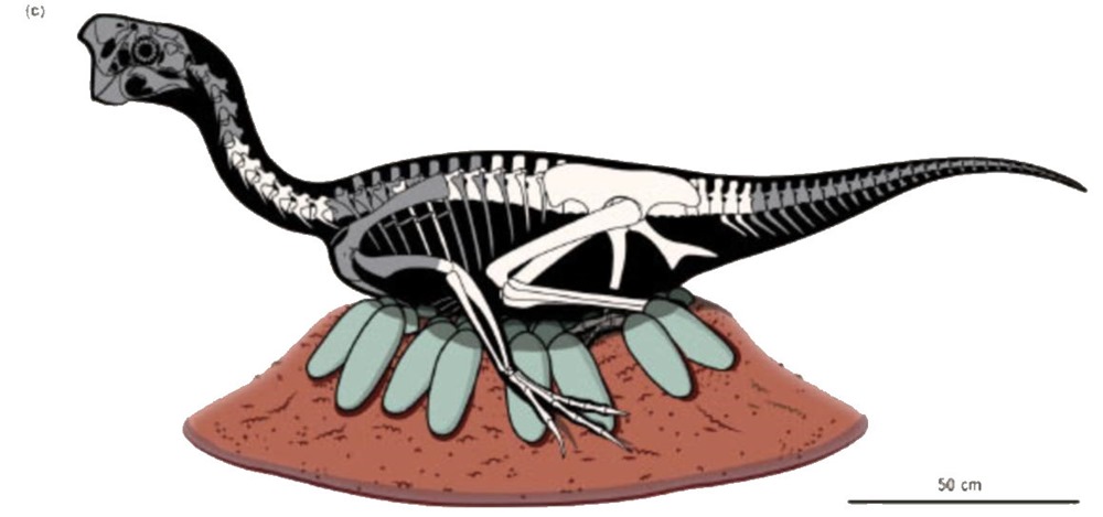 Le premier dinosaure préservé assis sur son nid d’œufs fossilisés