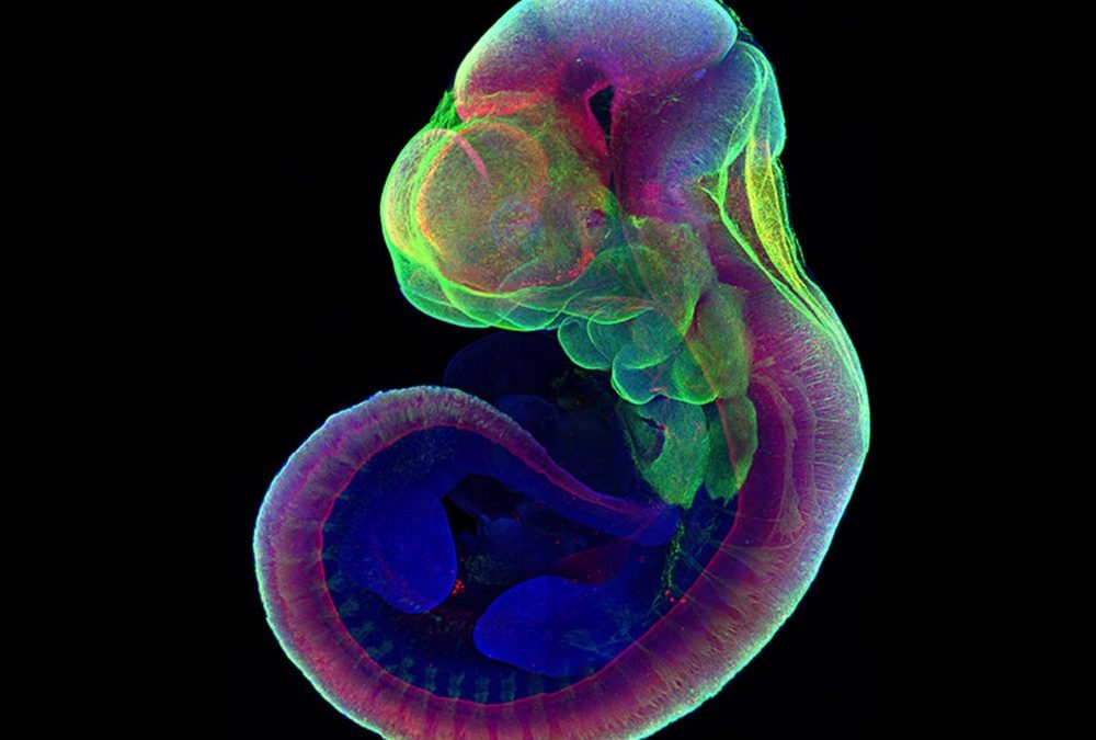 Un utérus artificiel permet la croissance d’embryons de souris