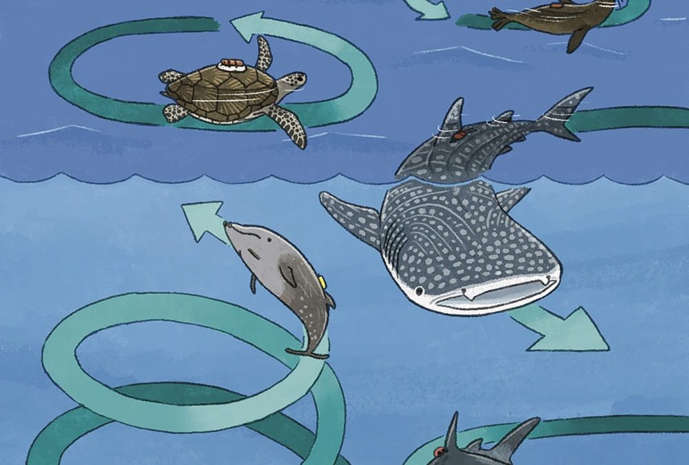 Étrangement, de nombreuses créatures aquatiques nagent en cercle