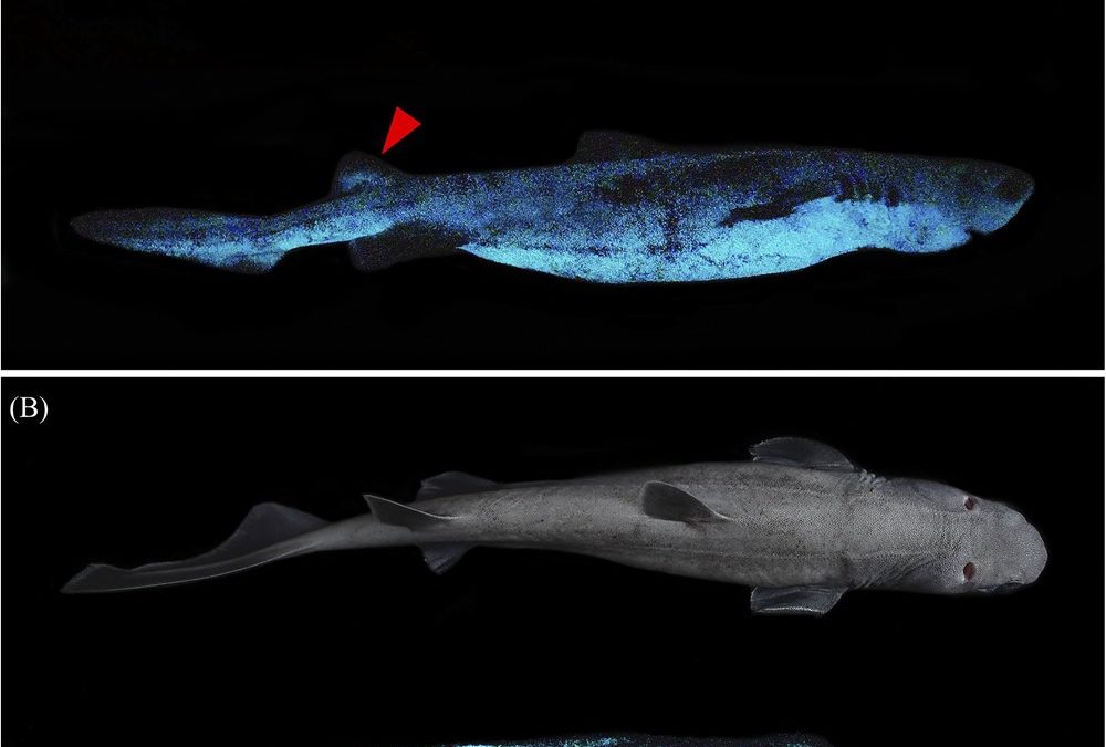 Découverte de la plus grande espèce de requin bioluminescent au monde