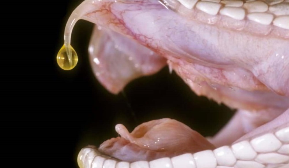 Non stérile : contre toute attente, des bactéries peuvent vivre dans le venin des serpents et des araignées