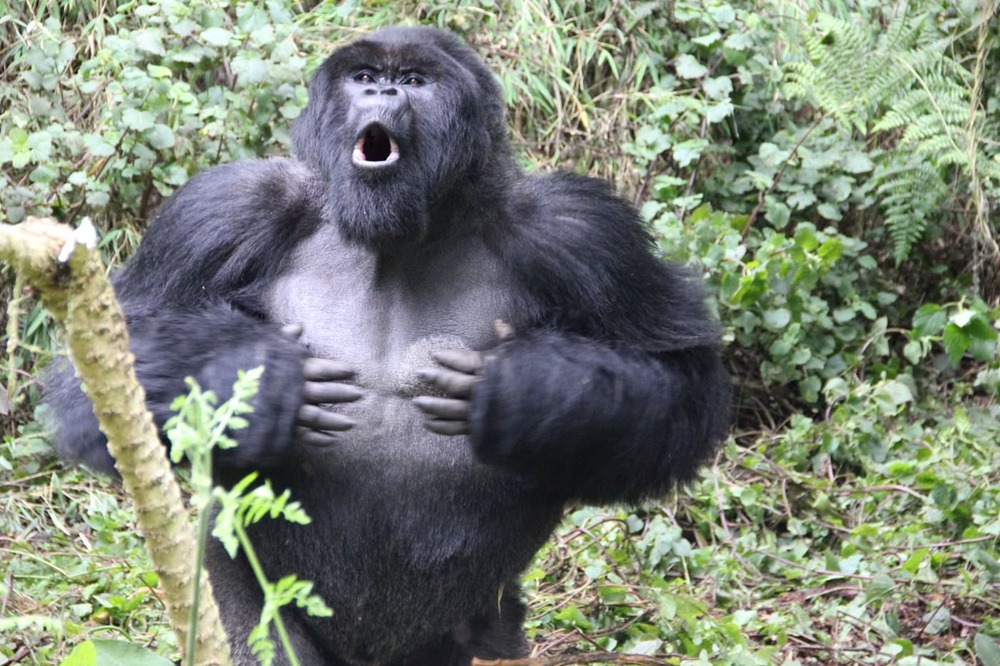 En se tambourinant la poitrine, les gorilles transmettraient leurs mensurations