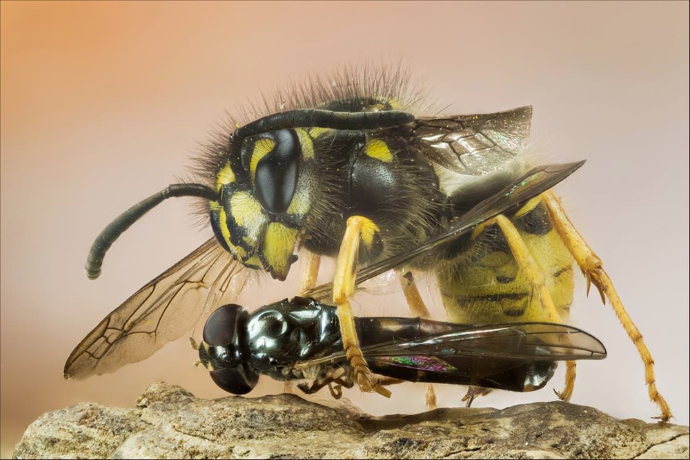 Pollinisatrices sous-estimées : les guêpes sont nos amies, il faut les aimer aussi…