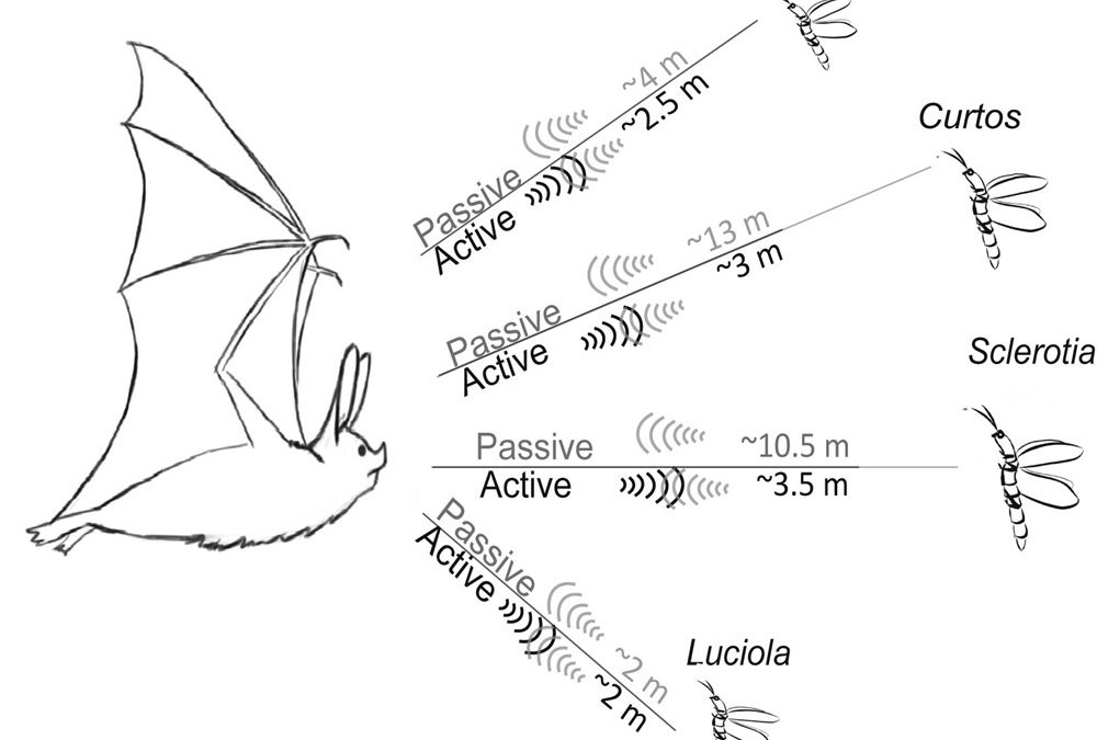 Guerre acoustique : les lucioles pourraient utiliser une armure à ultrasons pour dissuader les chauves-souris