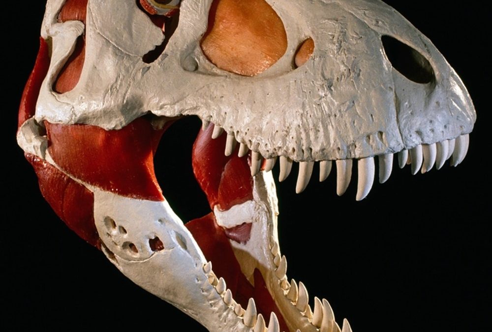 Comment les Tyrannosaurus Rex infligeaient des morsures capables de broyer les os ?