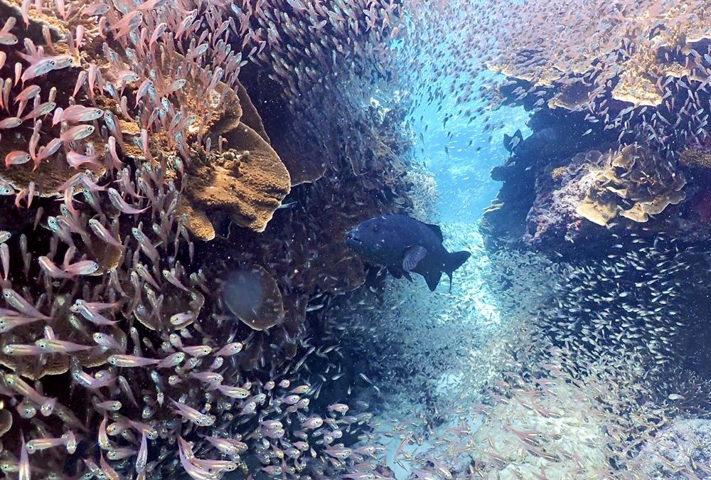 Changement climatique : les espèces marines fuient l’équateur
