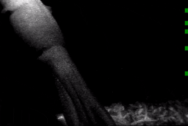 Une rare vidéo d’un calmar géant révèle qu’ils traquent les méduses en eau profonde