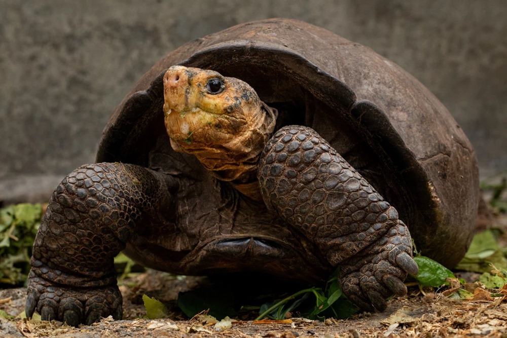 Retour de Fernanda, la tortue géante des Galápagos “éteinte” depuis 115 ans