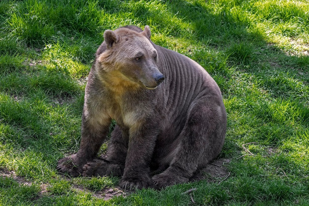 Grolar : le changement climatique entraine de plus en plus d’accouplements opportunistes entre ours polaire et grizzly