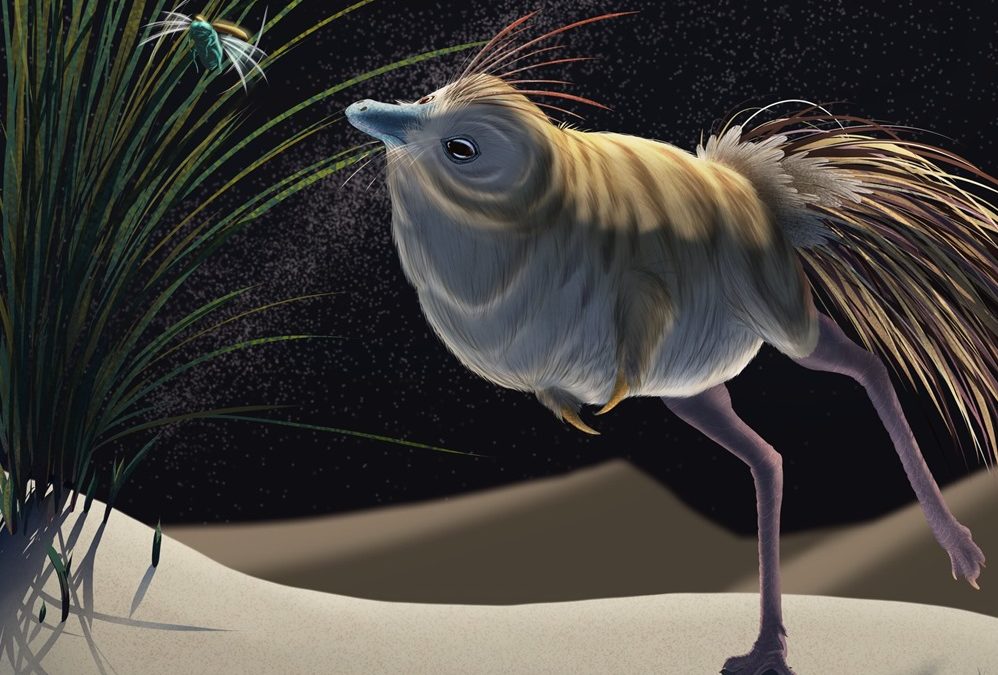 Ce minuscule et étrange dinosaure profitait d’une ouïe et d’une vision nocturne remarquablement bonnes