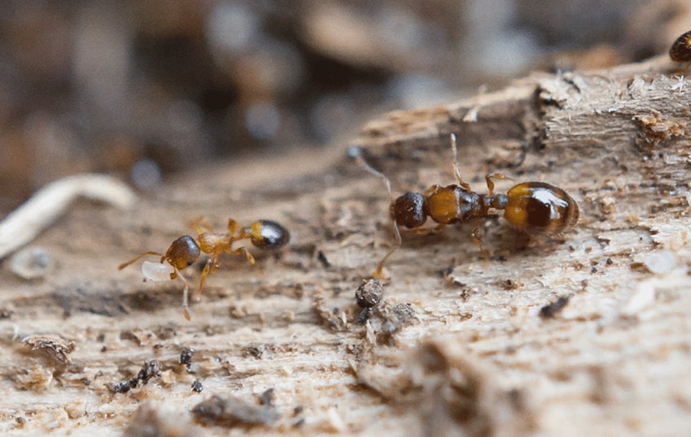 Un parasite confère à des fourmis européennes une jeunesse éternelle… mais à quel prix